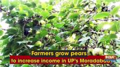 Farmers grow pears to increase income in UP's Moradabad