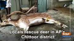 Locals rescue deer in AP's Chittoor district