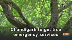 Chandigarh to get tree emergency services