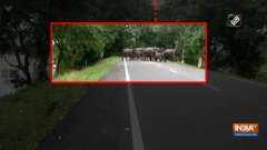 Assam floods: 108 animals including 9 rhinos dead