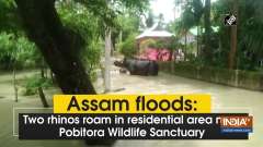 Assam floods: Two rhinos roam in residential area near Pobitora Wildlife Sanctuary