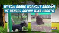 Watch: Bears workout session at Bengal Safari wins hearts