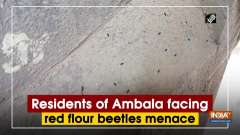 Residents of Ambala facing red flour beetles menace