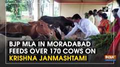 BJP MLA in Moradabad feeds over 170 cows on Krishna Janmashtami