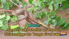 Watch: Snakes take shelter on trees in Shivamogga as Tunga river swells