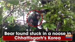 Bear found stuck in a noose in Chhattisgarh's Korea