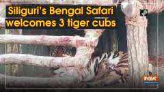 Siliguri's Bengal Safari welcomes 3 tiger cubs