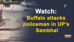 Watch: Buffalo attacks policeman in UP's Sambhal