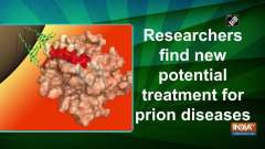 Researchers find new potential treatment for prion diseases