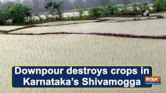 Downpour destroys crops in Karnataka's Shivamogga
