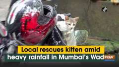 Local rescues kitten amid heavy rainfall in Mumbai's Wadala
