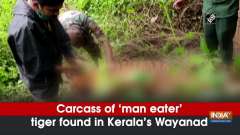 Carcass of 'man eater' tiger found in Kerala's Wayanad