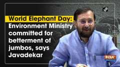 World Elephant Day: Environment Ministry committed for betterment of jumbos, says Javadekar