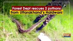 Forest Dept rescues 2 pythons from Uttarakhand's Haldwani