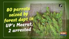 80 parrots seized by forest dept in UP's Meerut, 2 arrested