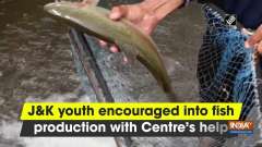 Jammu and Kashmir youth encouraged into fish production with Centre's help