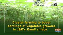Cluster farming to boost earnings of vegetable growers in JandK's Kandi village