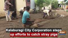 Kalaburagi City Corporation steps up efforts to catch stray pigs