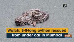 Watch: 8-ft-long python rescued from under car in Mumbai