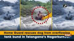 Home Guard rescues dog from overflowing tank bund in Telangana's Nagarkurnool