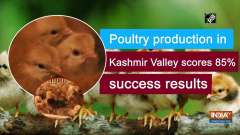 Poultry production in Valley scores 85% success results