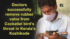 Doctors successfully remove rubber valve from Cockatiel bird's throat in Kerala's Kozhikode