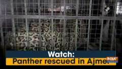 Watch: Panther rescued in Ajmer