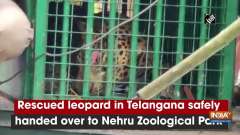 Rescued leopard in Telangana safely handed over to Nehru Zoological Park