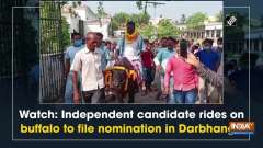 Watch: Independent candidate rides on buffalo to file nomination in Darbhanga