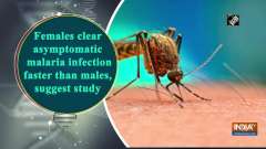 Females clear asymptomatic malaria infection faster than males, suggest study