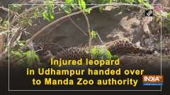 Injured leopard in Udhampur handed over to Manda Zoo authority