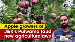 Apple growers of JandK's Pulwama laud new agriculture laws