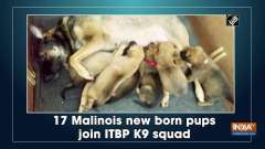 17 Malinois new born pups join ITBP K9 squad