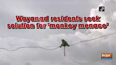 Wayanad residents seek solution for 'monkey menace'