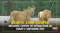 Asiatic Lion couple becomes centre of attraction in Surat's Sarthana Zoo