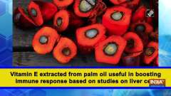 Vitamin E extracted from palm oil useful in boosting immune response based on studies on liver cells