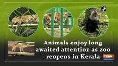 Animals enjoy long awaited attention as zoo reopens in Kerala