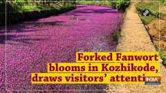 Forked Fanwort blooms in Kozhikode, draws visitors' attention