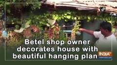 Betel shop owner decorates house with beautiful hanging plants