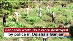 Cannabis worth Rs 2 crore destroyed by police in Odisha's Ganjam