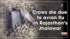 Crows die due to avian flu in Rajasthan's Jhalawar