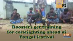 Roosters get training for cockfighting ahead of Pongal festival
