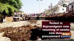 Protest in Rajnandgaon over resuming of nearby cow dung procurement centre