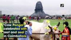'Cow Pongal' celebrated with zest and zeal in Coimbatore