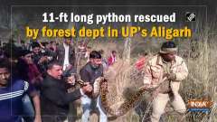 11-ft long python rescued by forest dept in UP's Aligarh