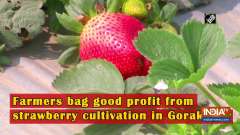 Farmers bag good profit from strawberry cultivation in Gorakhpur