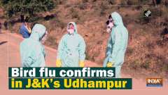 Bird flu confirms in J&K's Udhampur