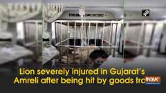 Lion severely injured in Gujarat's Amreli after being hit by goods train