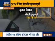 Gujarat: Lion enters into a hotel in Junagarh | Watch video