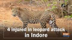 4 injured in leopard attack in Indore
